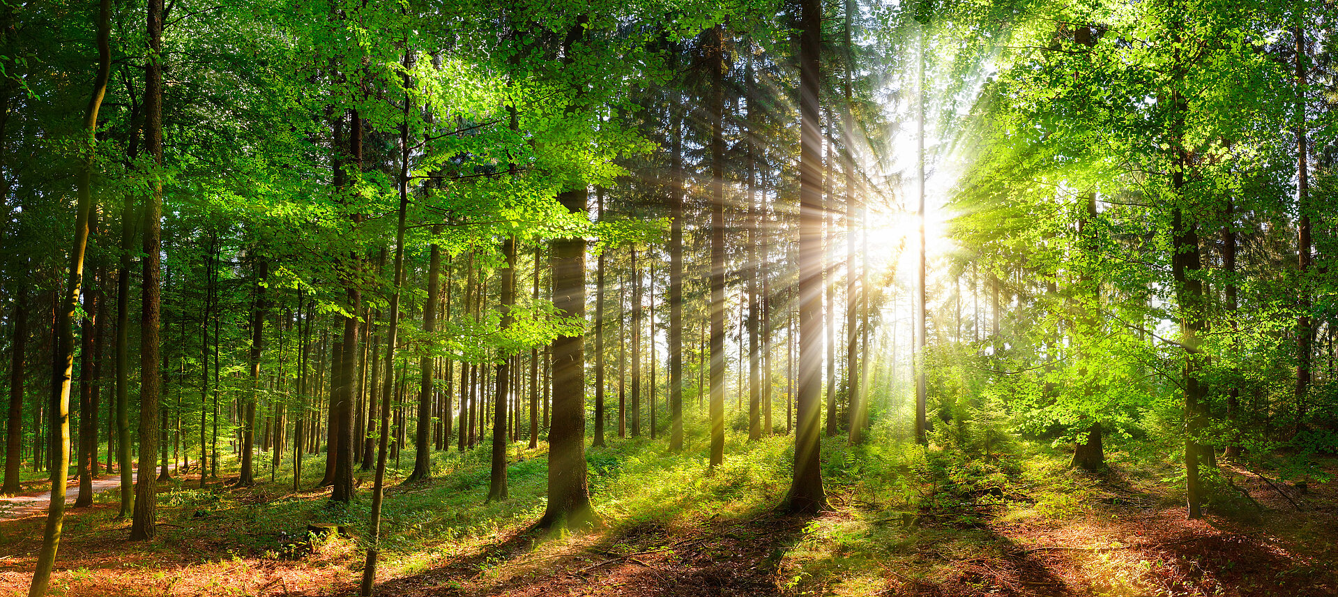 Sonnenstrahlen in einem grünen Wald